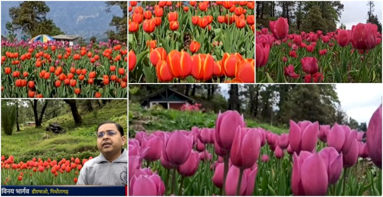 उत्तराखंड में बंजर जमीन पर वन कर्मियों ने किया ऐसा करिश्मा, पर्यटकों के लिए बना फेवरेट स्पॉट