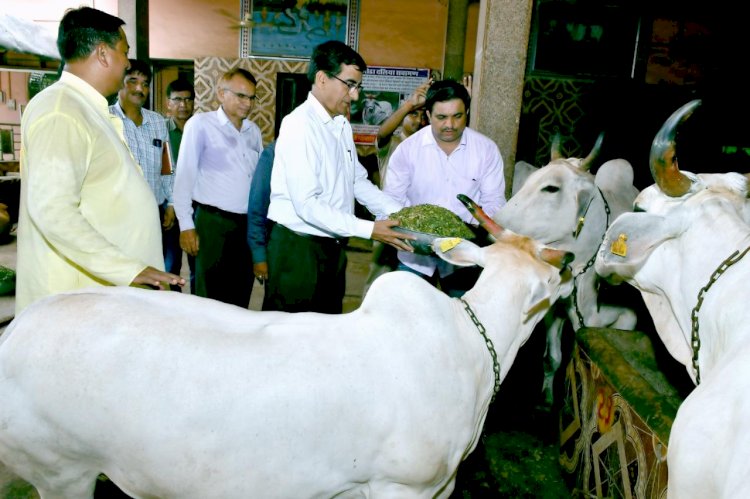 लम्पी के लिए प्रशासन अलर्ट मोड पर, जिला कलक्टर लक्ष्मण सिंह कुड़ी ने किया गौशालाओं का निरीक्षण